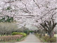 酒々井総合公園