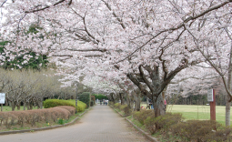 酒々井総合公園